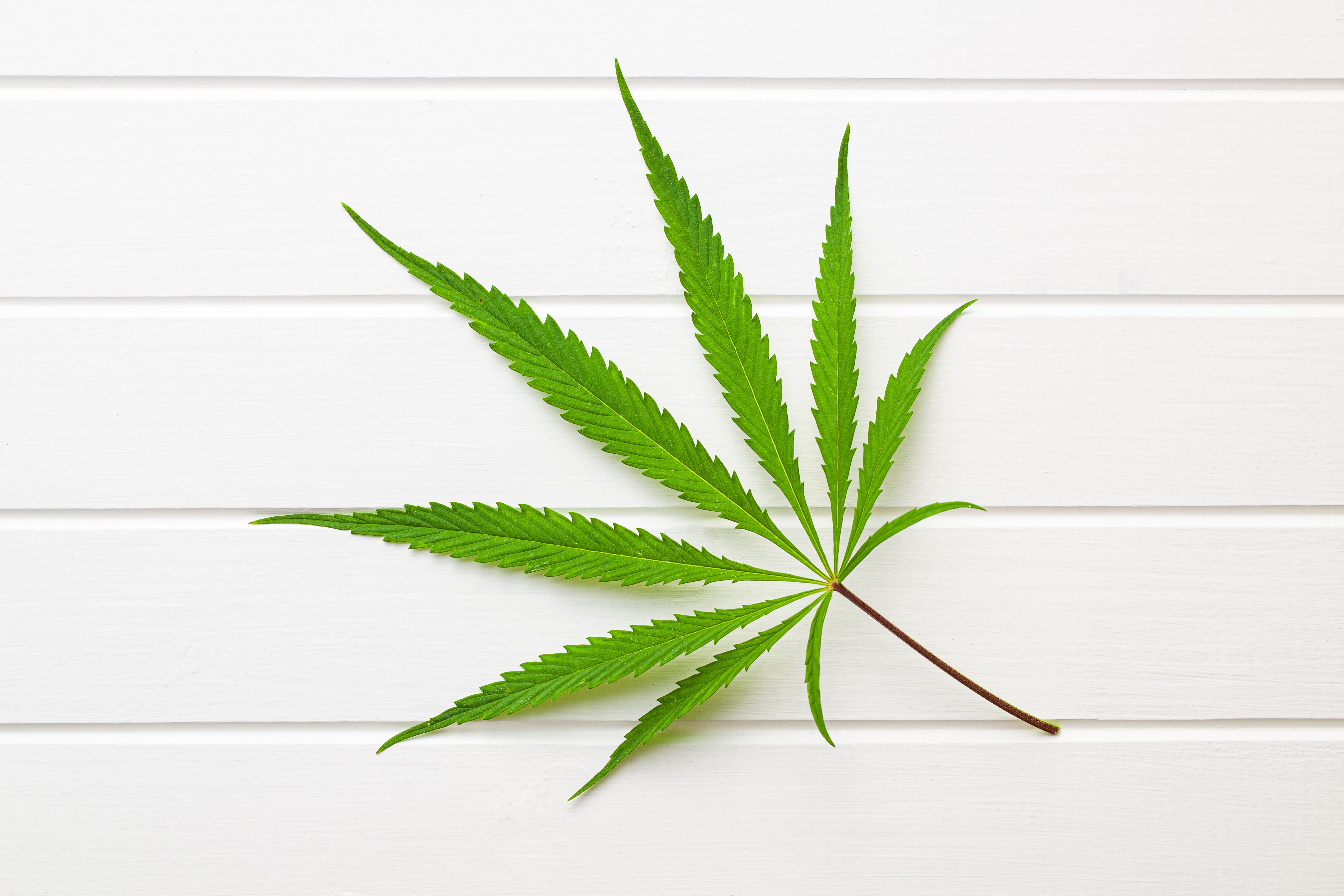 marijuana-cannabis-leaf-N6WY7LE-min